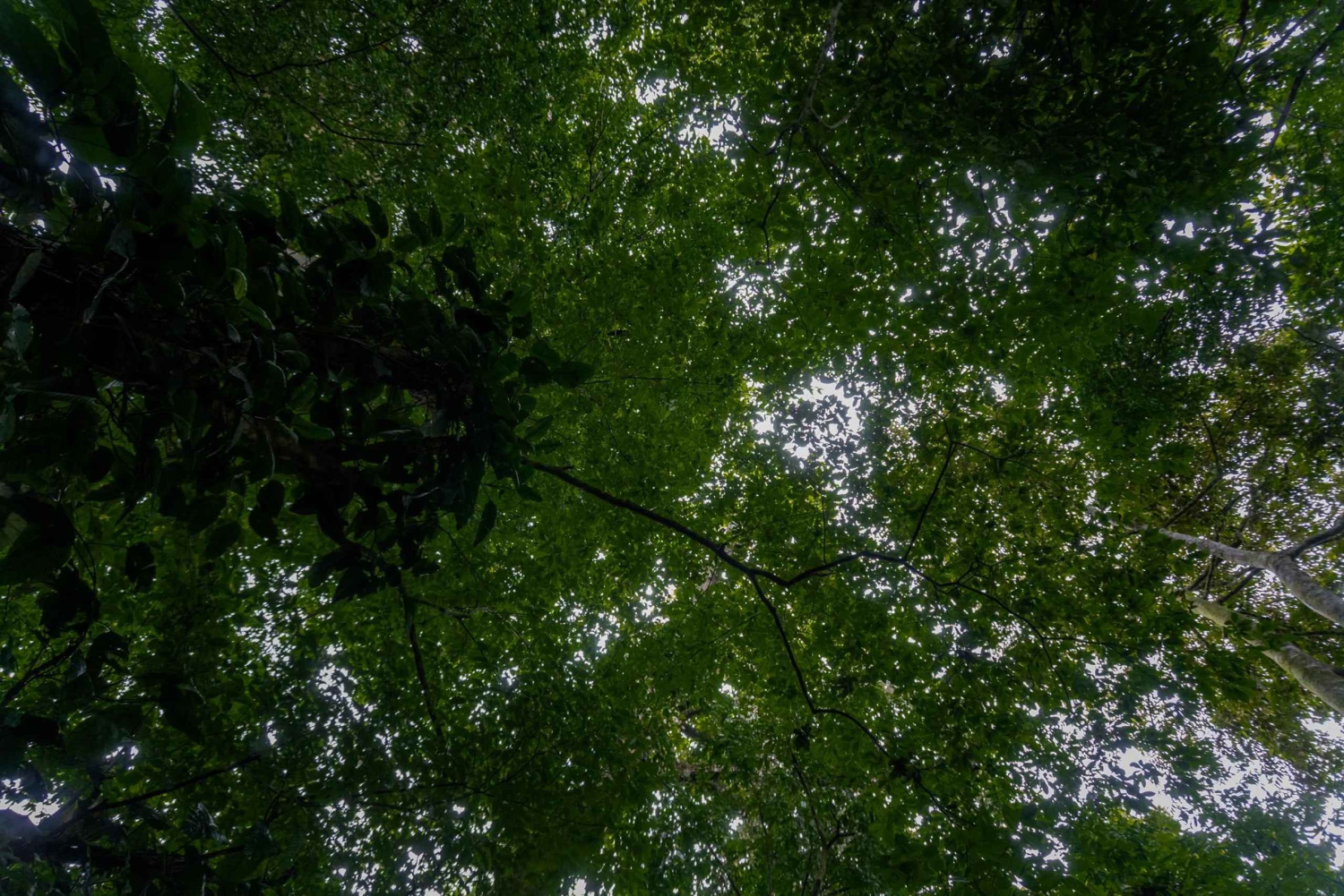 El Tanque: Geführte GreenEcoPark-Wanderung mit saisonalen Früchten