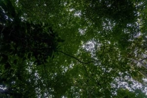 El Tanque: GreenEcoPark Guided Hike with Seasonal Fruits