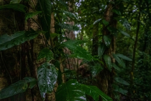 El Tanque: GreenEcoPark Guided Hike with Seasonal Fruits