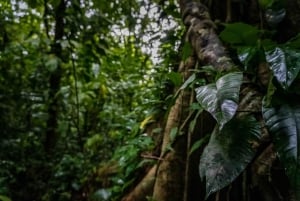 El Tanque: GreenEcoPark Guided Hike with Seasonal Fruits