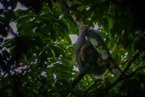 El Tanque: GreenEcoPark Guided Hike with Seasonal Fruits