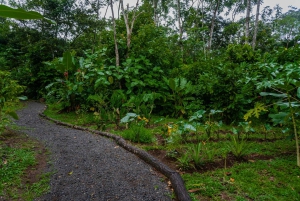 El Tanque: Geführte GreenEcoPark-Wanderung mit saisonalen Früchten