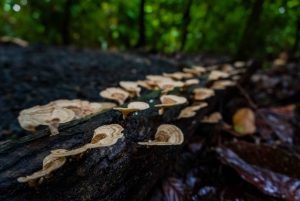 El Tanque: Geführte GreenEcoPark-Wanderung mit saisonalen Früchten