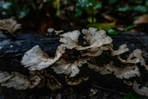 El Tanque: Geführte GreenEcoPark-Wanderung mit saisonalen Früchten