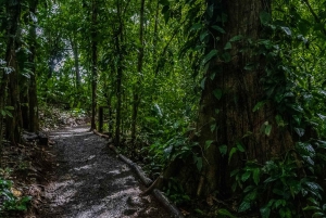 El Tanque: Geführte GreenEcoPark-Wanderung mit saisonalen Früchten