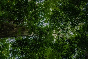 El Tanque: Geführte GreenEcoPark-Wanderung mit saisonalen Früchten