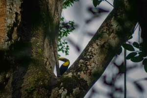 El Tanque: Geführte GreenEcoPark-Wanderung mit saisonalen Früchten