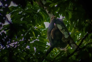 El Tanque: Geführte GreenEcoPark-Wanderung mit saisonalen Früchten