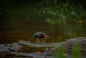 El Tanque: Geführte GreenEcoPark-Wanderung mit saisonalen Früchten
