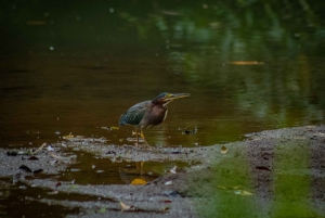 El Tanque: Geführte GreenEcoPark-Wanderung mit saisonalen Früchten