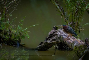 El Tanque: Geführte GreenEcoPark-Wanderung mit saisonalen Früchten