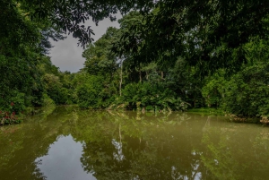 El Tanque: Geführte GreenEcoPark-Wanderung mit saisonalen Früchten