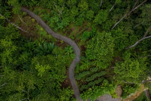 El Tanque: Geführte GreenEcoPark-Wanderung mit saisonalen Früchten