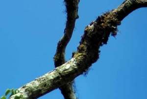 Monteverde: Enjoing the clouds in Monteverde