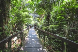 Epic Cahuita Combo Tour: Snorkel Reefs & Hike with Wildlife