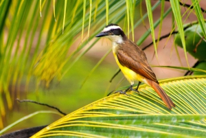 Epic Cahuita Combo Tour: Snorkel Reefs & Hike with Wildlife