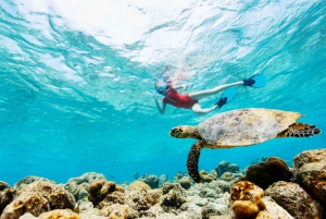 Epic Cahuita Combo Tour: Snorkel Reefs & Hike with Wildlife