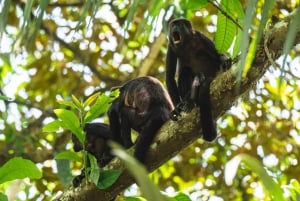 Epic Cahuita Combo Tour: Snorkel Reefs & Hike with Wildlife