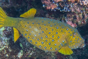 Epic Cahuita Combo Tour: Snorkel Reefs & Hike with Wildlife