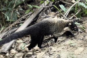 Epic Cahuita Combo Tour: Snorkel Reefs & Hike with Wildlife