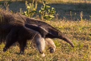 Epic Cahuita Combo Tour: Snorkel Reefs & Hike with Wildlife