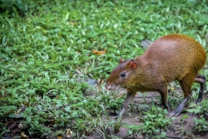 Epic Cahuita Combo Tour: Snorkel Reefs & Hike with Wildlife