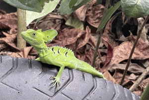 Epic Cahuita Combo Tour: Snorkel Reefs & Hike with Wildlife