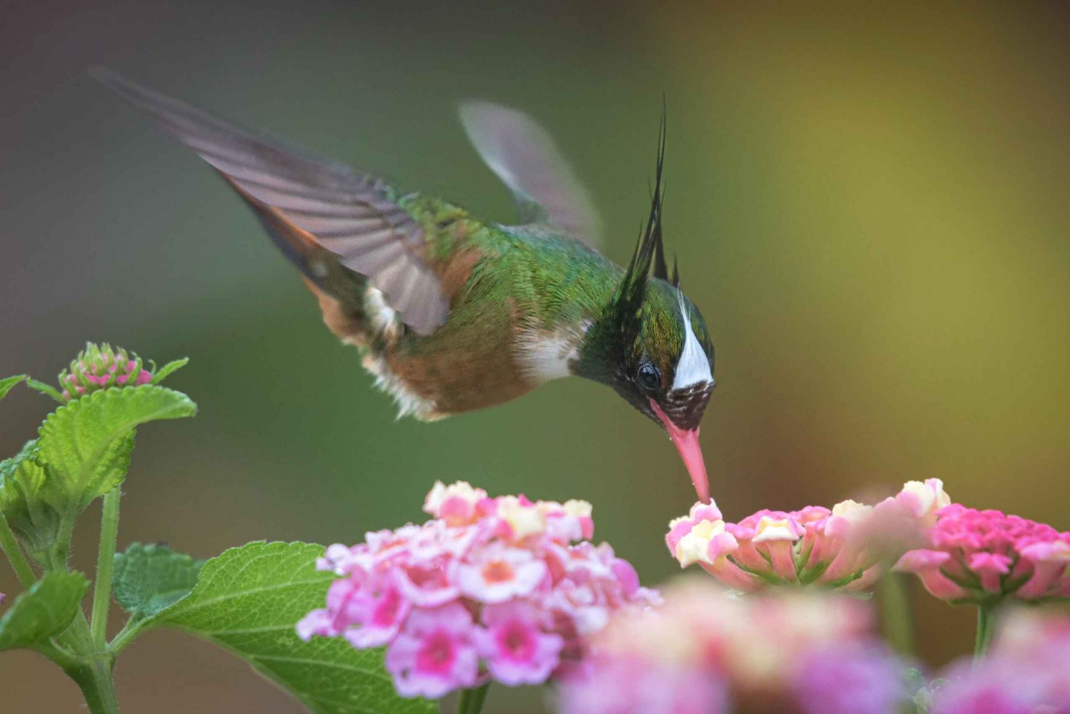 Esquipulas: Manuel Antonio fugleobservation