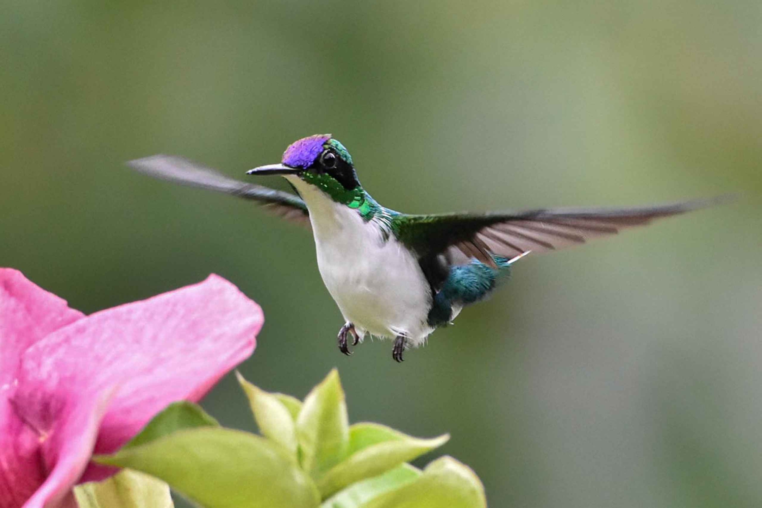 Esquipulas: Manuel Antonio fugleobservation