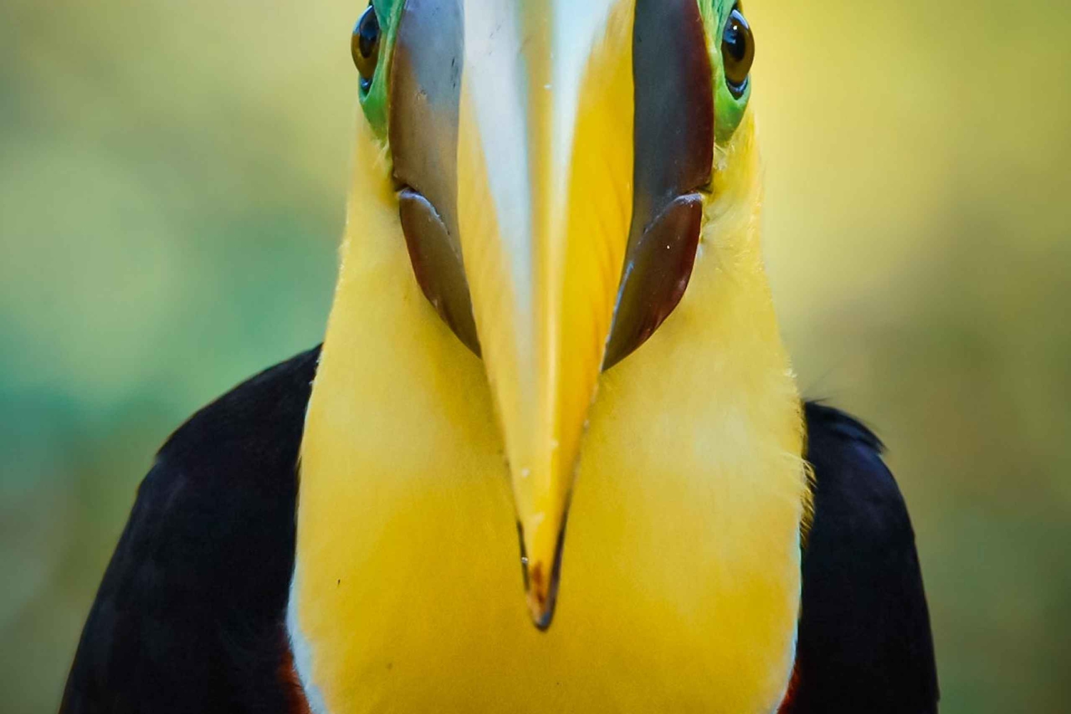 Esquipulas: Manuel Antonio fugleobservation