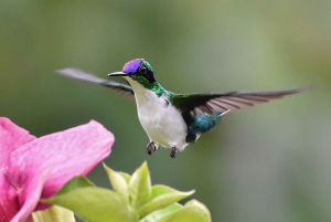 Esquipulas: Fågelskådning i Manuel Antonio