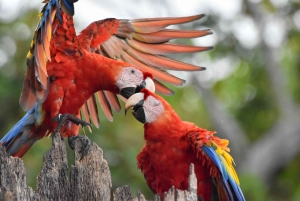 Esquipulas: Fågelskådning i Manuel Antonio