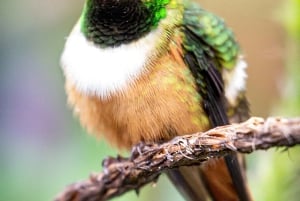 Esquipulas: Fågelskådning i Manuel Antonio