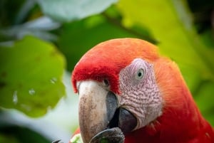 Esquipulas: Fågelskådning i Manuel Antonio