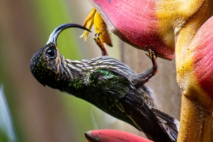 Esquipulas: Fågelskådning i Manuel Antonio