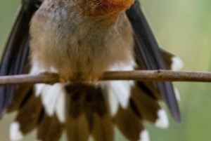 Esquipulas: Manuel Antonio fugleobservation