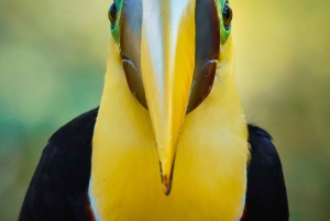 Esquipulas: Manuel Antonio fugleobservation