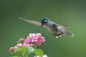 Esquipulas: Manuel Antonio fugleobservation
