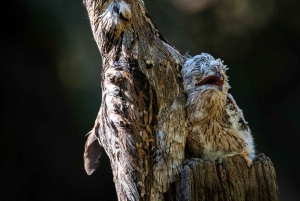 Esquipulas: Manuel Antonio fugleobservation