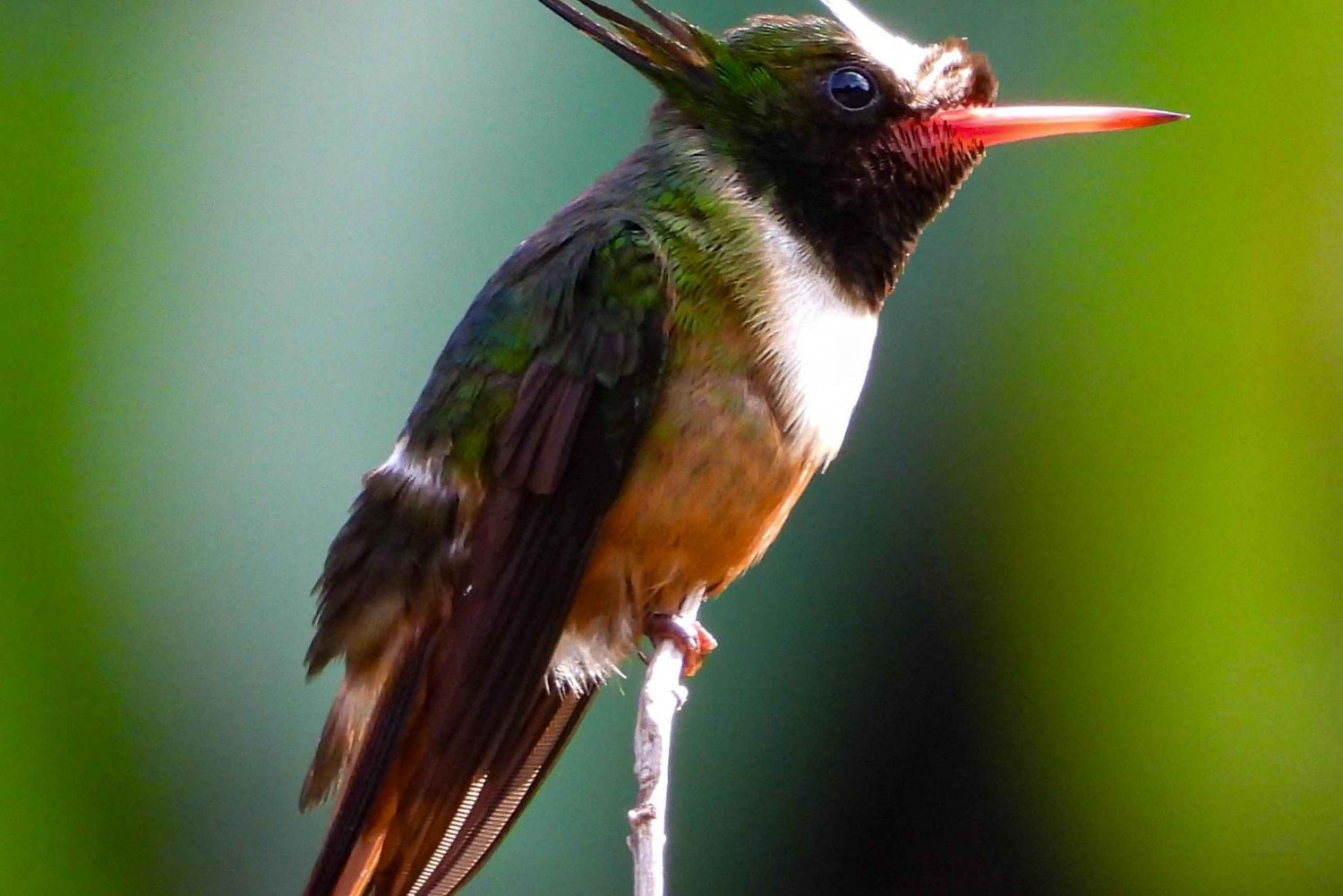 Esquipulas: Private Birdwatching Experience