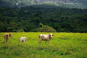Hästäventyr genom Rincon de la Vieja regnskog