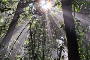 Experience the Magic: Guided Tour of Monteverde Cloud Forest