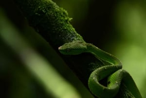 Experience the Magic: Guided Tour of Monteverde Cloud Forest