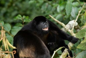 Experience the Magic: Guided Tour of Monteverde Cloud Forest