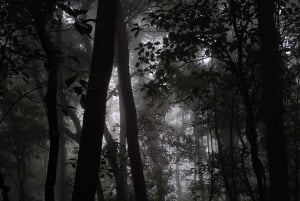 Sumérgete en la magia del Bosque Nuboso de Monteverde.