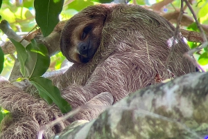 Guidet tur i Manuel Antonio nasjonalpark