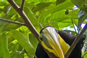 Guidet tur i Manuel Antonio nasjonalpark