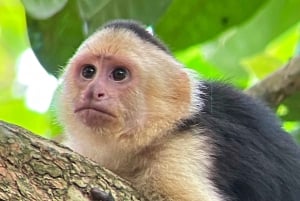 Guidet tur i Manuel Antonio nasjonalpark