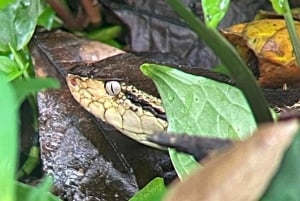 Guidet tur i Manuel Antonio nasjonalpark