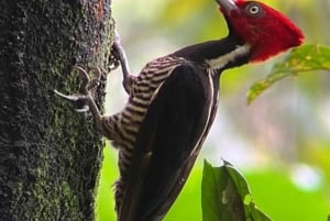 Guidet tur i Manuel Antonio nasjonalpark